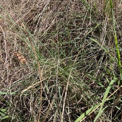 Eragrostis curvula (African Lovegrass) at Hackett, ACT - 12 Dec 2024 by waltraud