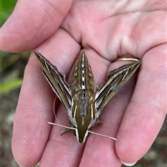 Hippotion celerio (Vine Hawk Moth) at Monkey Mia, WA - 21 Sep 2024 by GG