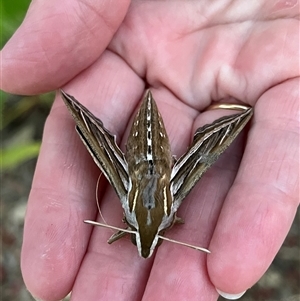 Hippotion celerio (Vine Hawk Moth) at Monkey Mia, WA by GG