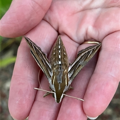 Hippotion celerio (Vine Hawk Moth) at Monkey Mia, WA - 21 Sep 2024 by GG