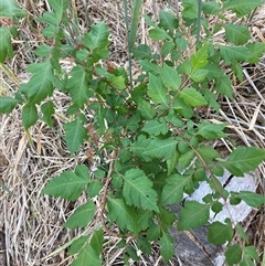 Koelreuteria paniculata at Hackett, ACT - 12 Dec 2024 by waltraud