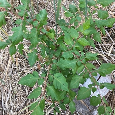 Koelreuteria paniculata at Hackett, ACT - 12 Dec 2024 by waltraud