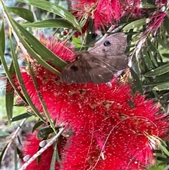 Unidentified Moth (Lepidoptera) at Monkey Mia, WA - 21 Sep 2024 by GG