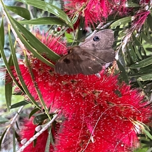 Dasypodia selenophora at Monkey Mia, WA by GG