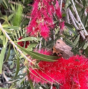 Dasypodia selenophora at Monkey Mia, WA - 21 Sep 2024 06:19 PM