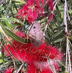 Dasypodia selenophora at Monkey Mia, WA - 21 Sep 2024 06:19 PM