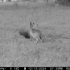 Lepus capensis (Brown Hare) at Yass River, NSW - 11 Dec 2024 by SenexRugosus