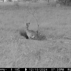 Lepus capensis at Yass River, NSW - 12 Dec 2024 07:35 AM