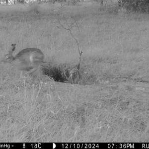 Lepus capensis at Yass River, NSW - 12 Dec 2024 07:35 AM