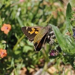 Trapezites phigalioides (Montane Ochre) at Mount Clear, ACT - 11 Dec 2024 by RAllen