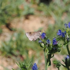 Trapezites phigalioides at Mount Clear, ACT - 11 Dec 2024