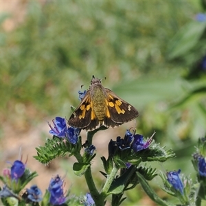 Trapezites phigalioides at Mount Clear, ACT - 11 Dec 2024