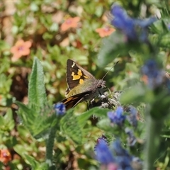 Trapezites phigalioides at Mount Clear, ACT - 11 Dec 2024 11:28 AM