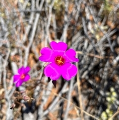 Unidentified Plant at Monkey Mia, WA - 22 Sep 2024 by GG