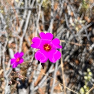 Unidentified Plant at Monkey Mia, WA by GG