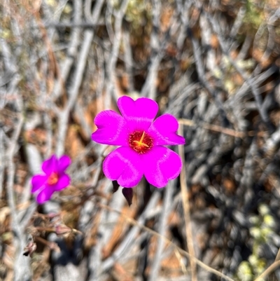 Unidentified Plant at Monkey Mia, WA - 22 Sep 2024 by GG