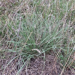 Eragrostis curvula (African Lovegrass) at Watson, ACT - 9 Dec 2024 by waltraud