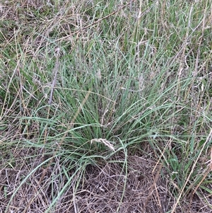 Eragrostis curvula at Watson, ACT - 9 Dec 2024