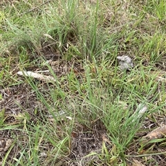 Eragrostis curvula at Watson, ACT - 9 Dec 2024