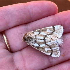 Ochrogaster lunifer (Bag-shelter moth) at Monkey Mia, WA - 22 Sep 2024 by GG
