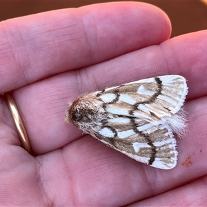 Ochrogaster lunifer at Monkey Mia, WA by GG