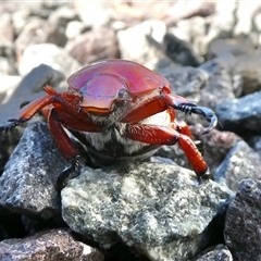 Anoplognathus montanus (Montane Christmas beetle) at Yass River, NSW - 12 Dec 2024 by SenexRugosus