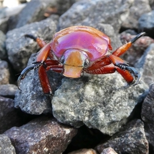 Anoplognathus montanus at Yass River, NSW - 13 Dec 2024