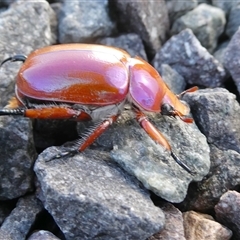 Anoplognathus montanus at Yass River, NSW - 13 Dec 2024