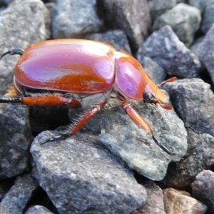 Anoplognathus montanus at Yass River, NSW - 13 Dec 2024 07:50 AM