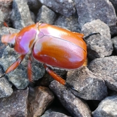 Anoplognathus montanus at Yass River, NSW - 13 Dec 2024 07:50 AM