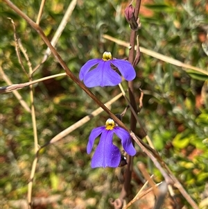 Unidentified Plant at Monkey Mia, WA by GG