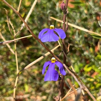 Unidentified Plant at Monkey Mia, WA - 22 Sep 2024 by GG