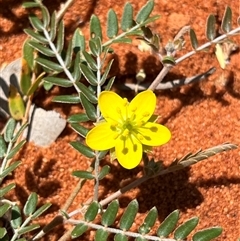 Unidentified Plant at Monkey Mia, WA - 22 Sep 2024 by GG