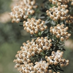 Ozothamnus thyrsoideus (Sticky Everlasting) at Mount Clear, ACT - 10 Dec 2024 by RAllen