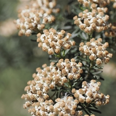 Ozothamnus thyrsoideus (Sticky Everlasting) at Mount Clear, ACT - 10 Dec 2024 by RAllen