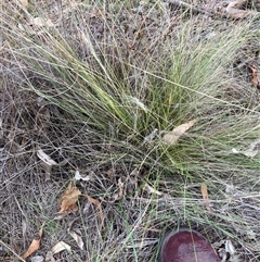 Nassella trichotoma (Serrated Tussock) at Watson, ACT - 9 Dec 2024 by waltraud