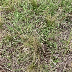 Nassella trichotoma (Serrated Tussock) at Watson, ACT - 9 Dec 2024 by waltraud