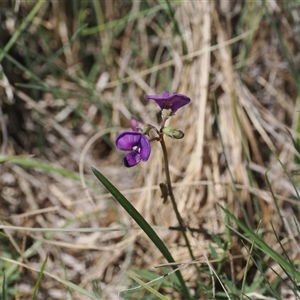 Swainsona sericea (Silky Swainson-Pea) at Mount Clear, ACT by RAllen