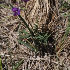 Swainsona sericea at Mount Clear, ACT - 11 Dec 2024 12:01 PM