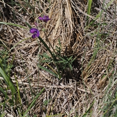 Swainsona sericea at Mount Clear, ACT - 11 Dec 2024 12:01 PM