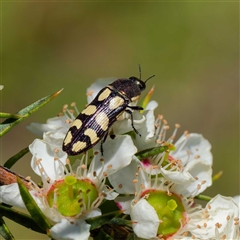 Castiarina decemmaculata (Ten-spot Jewel Beetle) at Uriarra Village, ACT - 13 Dec 2024 by DPRees125