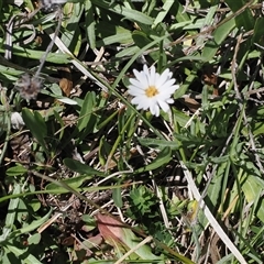 Brachyscome graminea (Grass Daisy) at Mount Clear, ACT - 11 Dec 2024 by RAllen