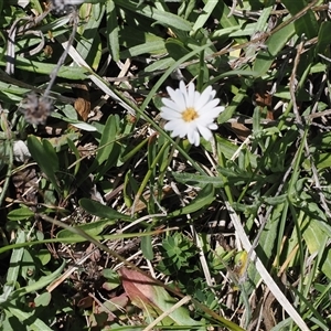 Brachyscome graminea (Grass Daisy) at Mount Clear, ACT by RAllen