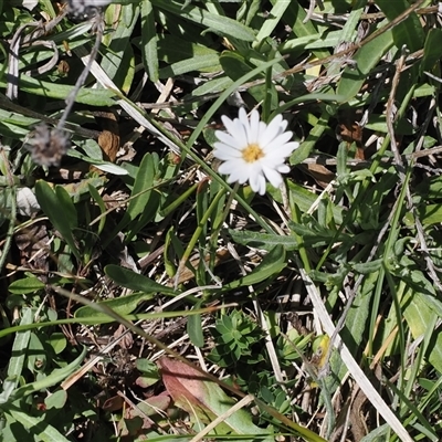 Brachyscome graminea (Grass Daisy) at Mount Clear, ACT - 11 Dec 2024 by RAllen