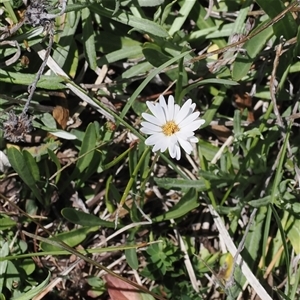 Brachyscome graminea at Mount Clear, ACT - 11 Dec 2024