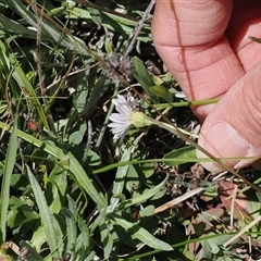 Brachyscome graminea at Mount Clear, ACT - 11 Dec 2024