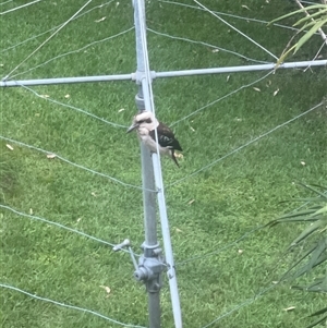 Dacelo novaeguineae (Laughing Kookaburra) at Bayview, NSW by JimL