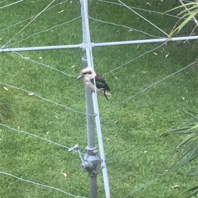 Dacelo novaeguineae (Laughing Kookaburra) at Bayview, NSW - 13 Dec 2024 by JimL