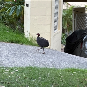 Alectura lathami at Bayview, NSW - 13 Dec 2024 06:52 PM