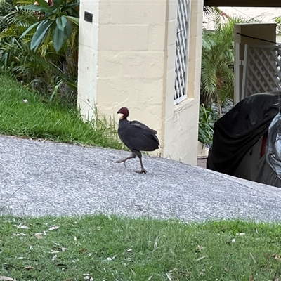 Alectura lathami (Australian Brush-turkey) at Bayview, NSW - 13 Dec 2024 by JimL